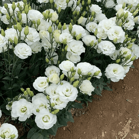 GardenMuse – Elegant Multi-Color Flower Seeds