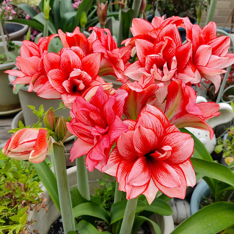 FloraGiant – Massive Hippeastrum Bloom