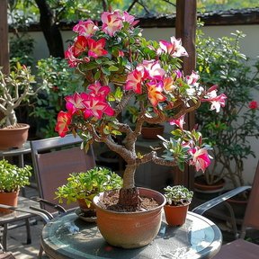 SunRose Garden – Desert Bloom Seeds