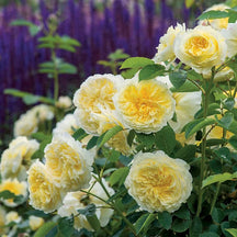 BloomVine – Beautiful Climbing Rose Seeds