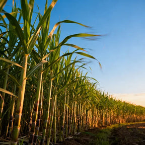FarmPro – High Productivity Sugarcane Setts