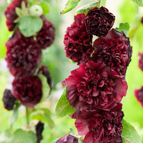 BloomMajesty – Premium Double Hollyhock Seeds