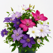 GardenGrace - Clematis Blooming Seeds