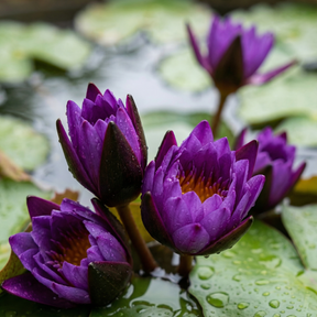 ZenLotus – Midnight Purple Lotus Seeds