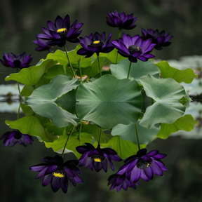 ZenLotus – Midnight Purple Lotus Seeds