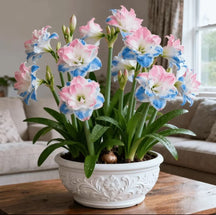 FloraGiant – Massive Hippeastrum Bloom