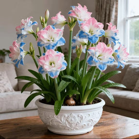 FloraGiant – Massive Hippeastrum Bloom