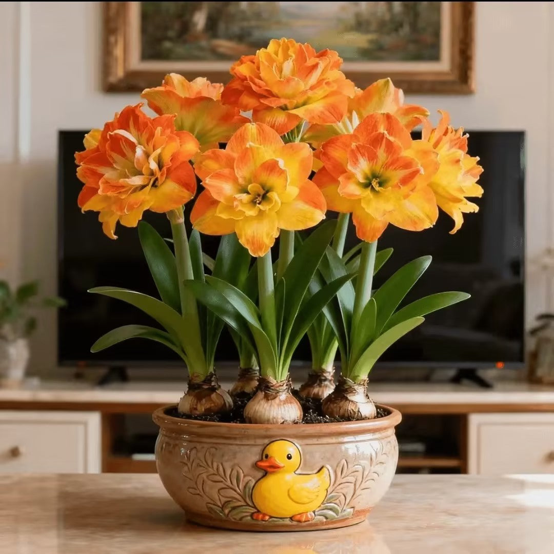 FloraGiant – Massive Hippeastrum Bloom