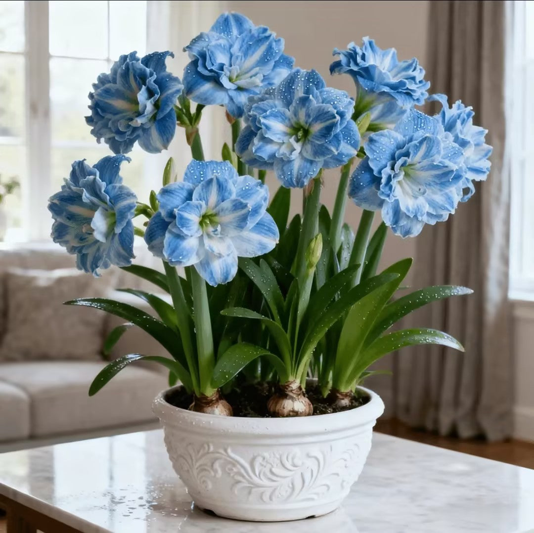 FloraGiant – Massive Hippeastrum Bloom