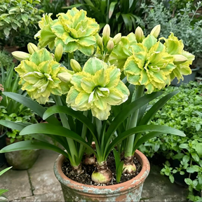 FloraGiant – Massive Hippeastrum Bloom