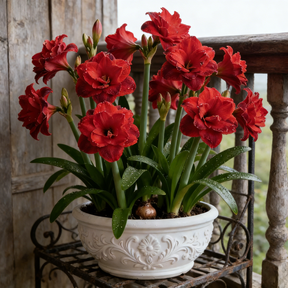 FloraGiant – Massive Hippeastrum Bloom
