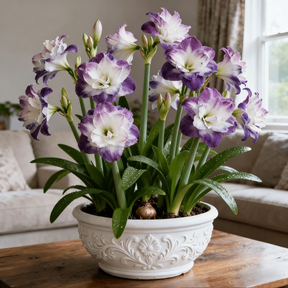 FloraGiant – Massive Hippeastrum Bloom