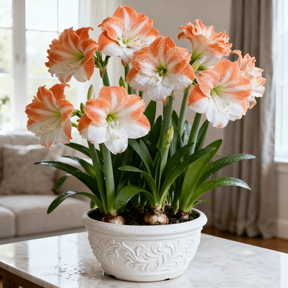 FloraGiant – Massive Hippeastrum Bloom