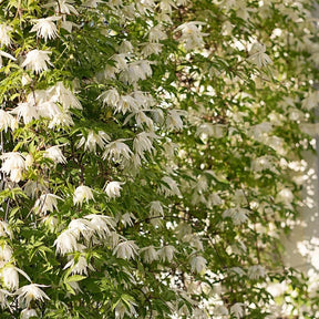GardenGrace - Clematis Blooming Seeds
