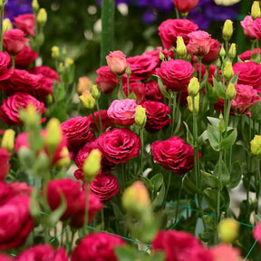 BloomRidge – Hardy Perennial Lisianthus Seeds
