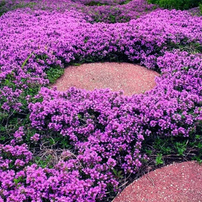 ThymeCreep – Optimal Ground Cover Seeds