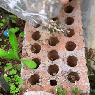 MeadowMagic Seeds – Pollinator Friendly Flower Blend