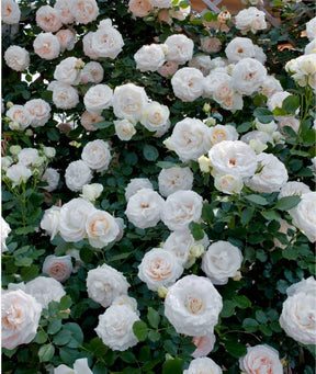 RoseCascade – Premium Climbing Rose Bulbs