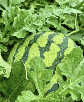 SeedHarvest – Heirloom Non-GMO Watermelon Seeds (50/100PCS)