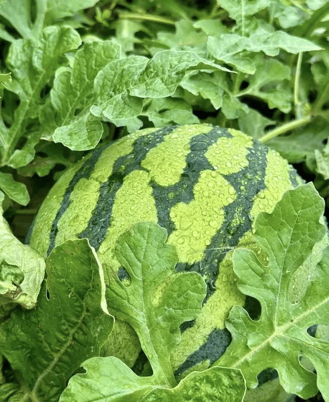 SeedHarvest – Heirloom Non-GMO Watermelon Seeds (50/100PCS)