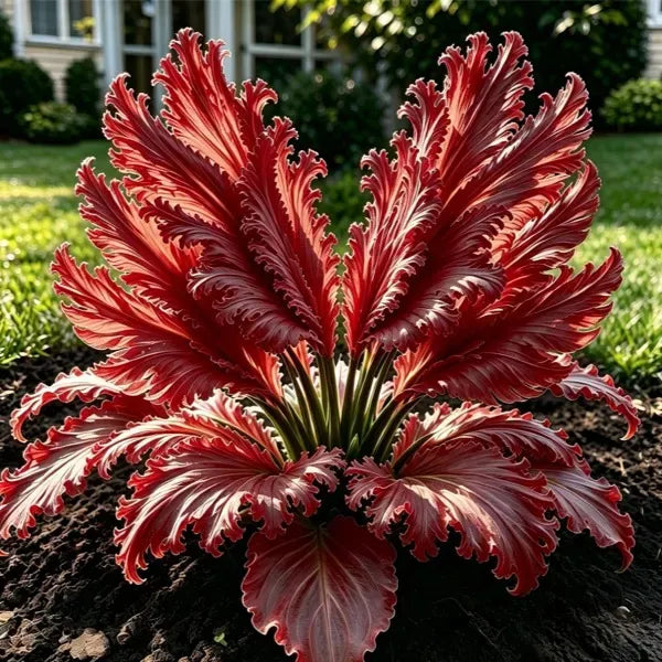 GardenGrace – Swan Feather Hosta Bulbs Collection