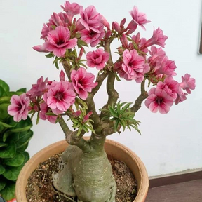 FloraOasis – Premium Desert Rose Plant Seeds