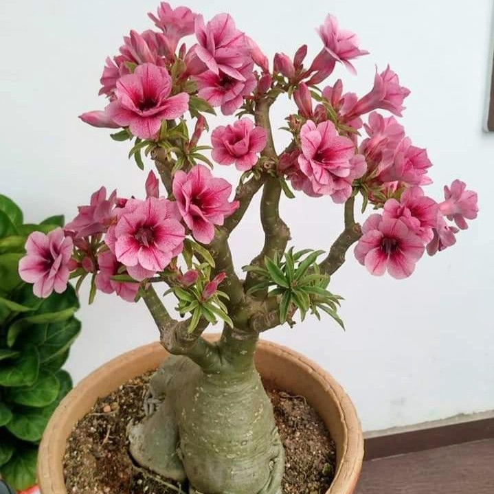 FloraOasis – Premium Desert Rose Plant Seeds