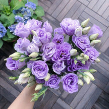 BloomRidge – Hardy Perennial Lisianthus Seeds
