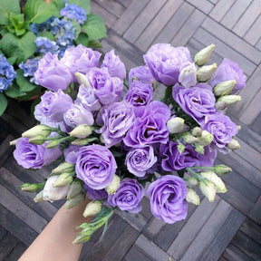 BloomRidge – Hardy Perennial Lisianthus Seeds