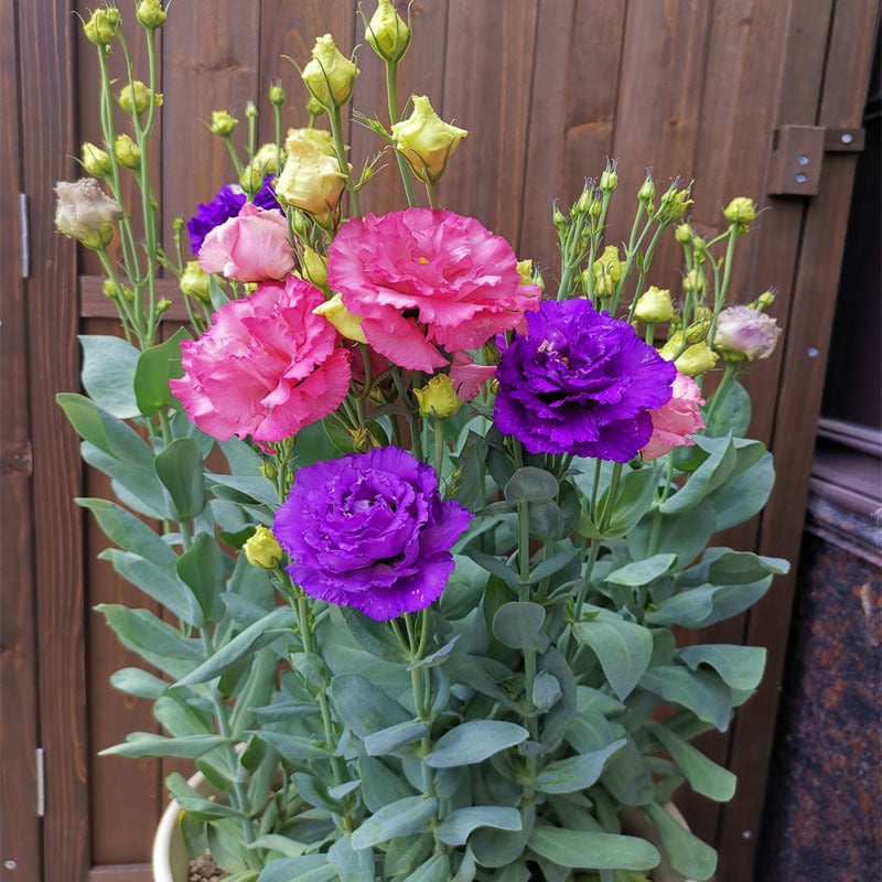 BloomRidge – Hardy Perennial Lisianthus Seeds