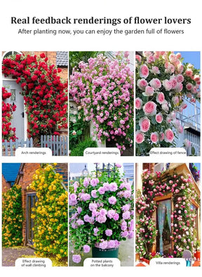 BloomVine – Beautiful Climbing Rose Seeds