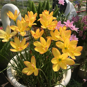PetalBurst - Fast Bloom Flower Bulbs