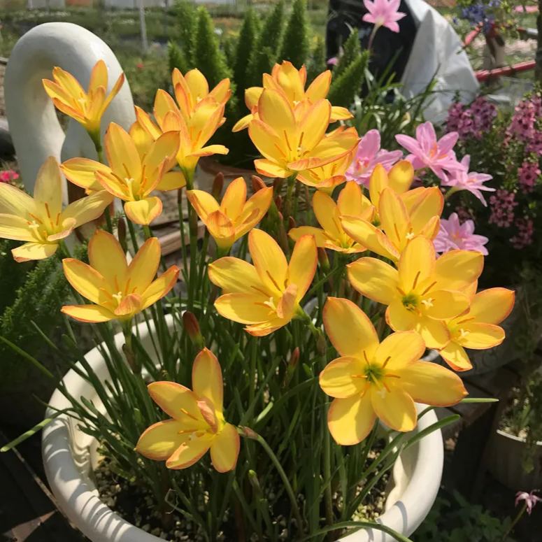 PetalBurst - Fast Bloom Flower Bulbs