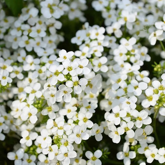ThymeCreep – Optimal Ground Cover Seeds