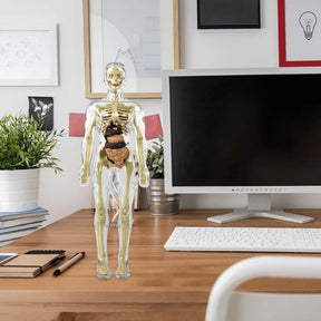 SmartSkeleton – Fun Stem Anatomy Model for Kids
