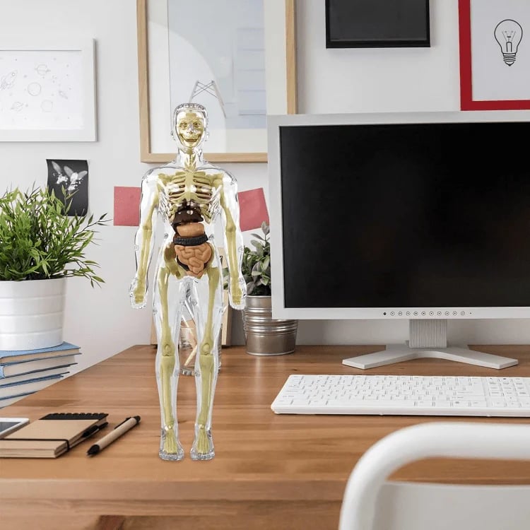 SmartSkeleton – Fun Stem Anatomy Model for Kids
