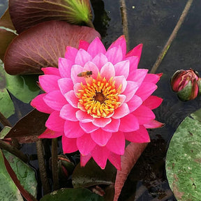 LotusBloom – The Sacred Bonsai Bowl Lotus Flower