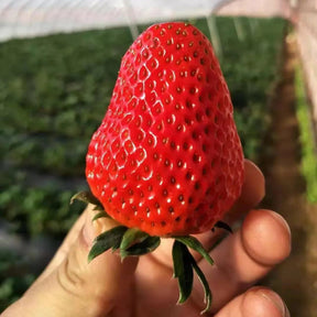 HarvestBerry – Garden Strawberry Seeds