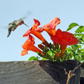 FloraAura "Hummingbird Carpet" – Epilobium garrettii Rainbow Burst Seeds
