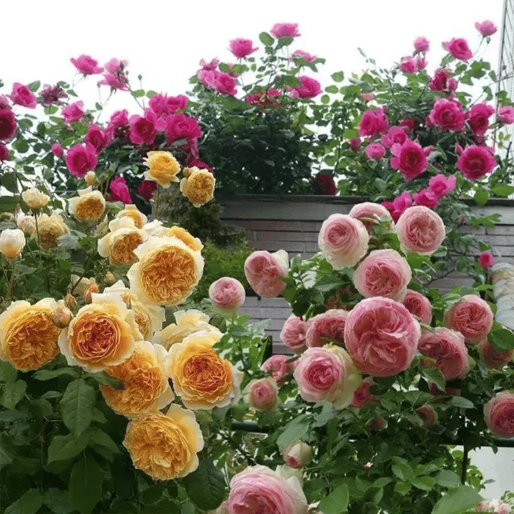 BloomVine – Beautiful Climbing Rose Seeds
