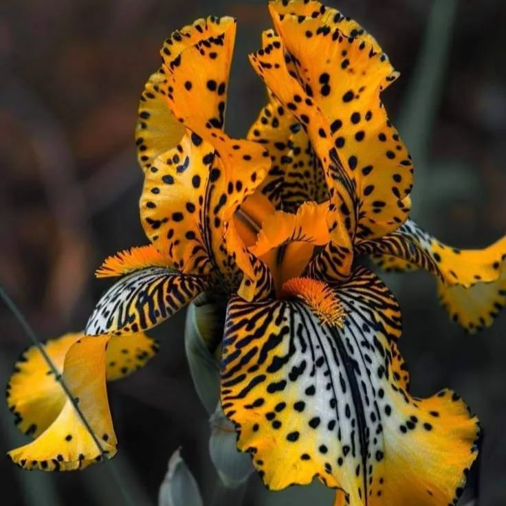 BloomAura – Exotic Tall Bearded Iris Flower