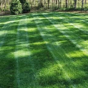 EverLawn – All-Season Green Grass Seed
