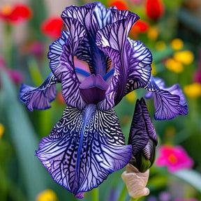 BloomAura – Exotic Tall Bearded Iris Flower
