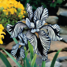 BloomAura – Exotic Tall Bearded Iris Flower