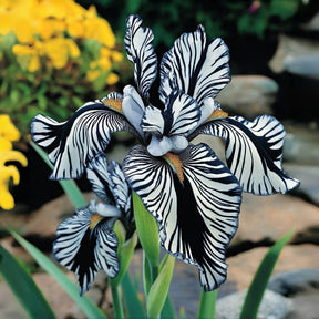 BloomAura – Exotic Tall Bearded Iris Flower