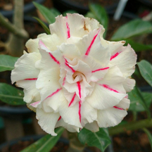 SunRose Garden – Desert Bloom Seeds