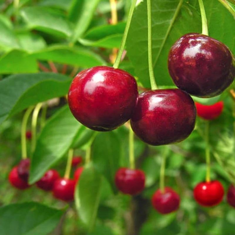 GardenDelight - Cherry Tree Kit