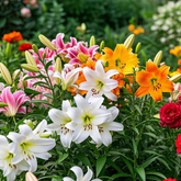 🌺Perfume Lily Bulbs—Fresh and Sweet