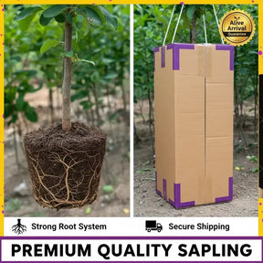 PureHarvest – Heirloom Non-GMO Grafted Plum Tree Sapling
