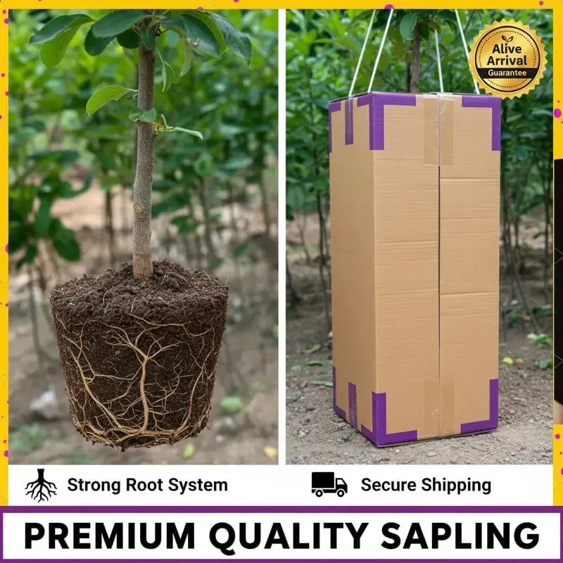 PureHarvest – Heirloom Non-GMO Grafted Plum Tree Sapling